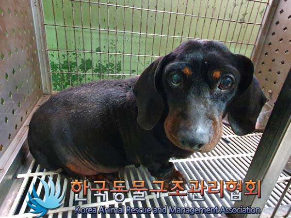 한국동물구조관리협회에서 보호하고 있는 유기된 강아지안내.