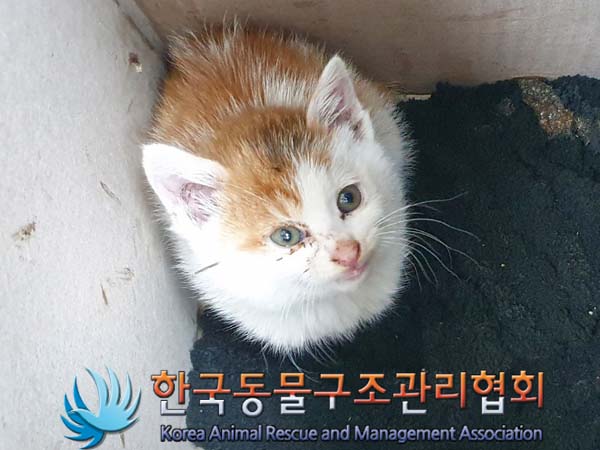 한국동물구조관리협회에서 보호하고 있는 유기된 고양이안내합니다.