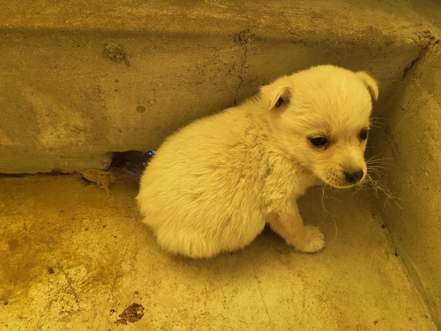 고흥군임시보호센터에서 보호중인 유기된 강아지안내.