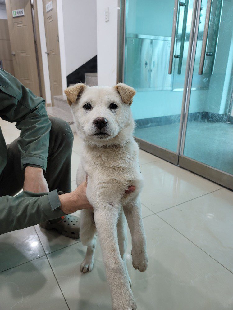 반려동물보호센터에서 보호중인 유기된 강아지정보.
