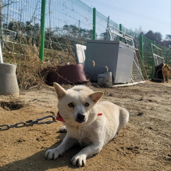 임실유기동물보호센터에서 보호하고 있는 유기된 강아지안내.