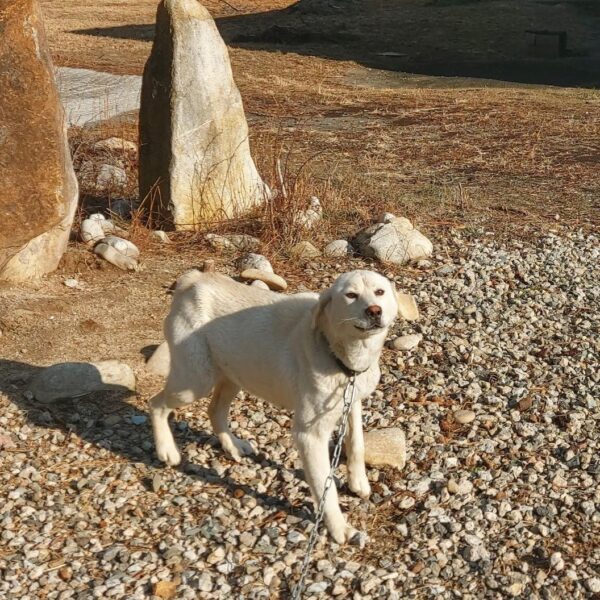 남해군유기동물보호소에서 보호중인 유기된 강아지소개합니다.