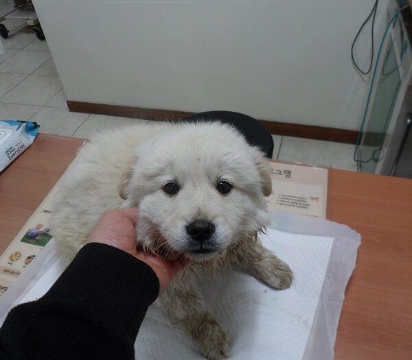 강현림동물병원에서 보호하고 있는 유기된 강아지안내합니다.