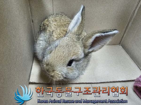 한국동물구조관리협회에서 보호중인 유기된 동물입니다.