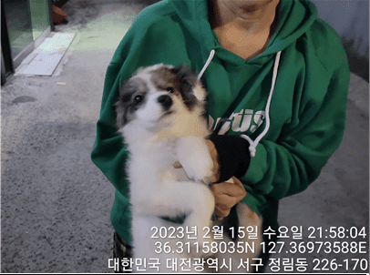 대전동물보호센터에서 보호중인 유기된 강아지안내드립니다.