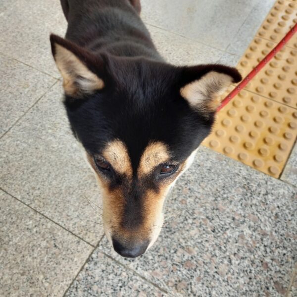 구미시 동물보호센터에서 보호하고 있는 유기된 강아지입니다.