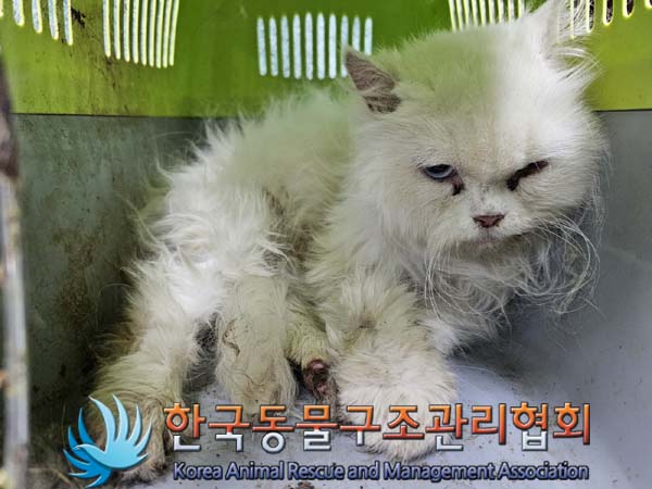 한국동물구조관리협회에서 보호하고 있는 유기된 고양이안내.