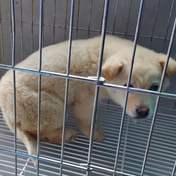 인월동물병원에서 보호하고 있는 유기된 강아지입니다.