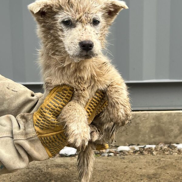 울진군동물보호센터에서 보호하고 있는 유기된 강아지안내합니다.