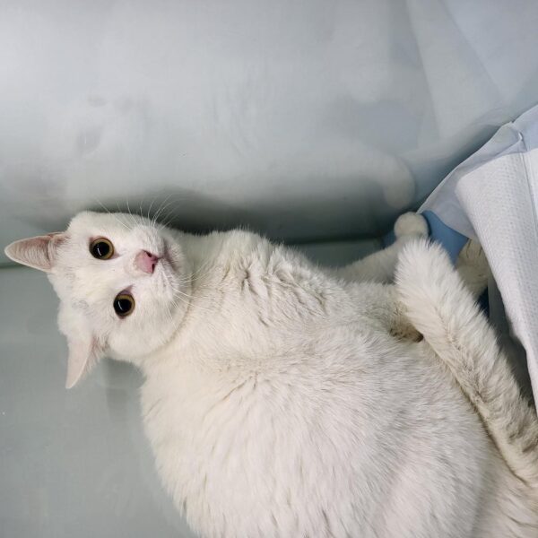 하나동물병원에서 보호중인 유기된 고양이안내.