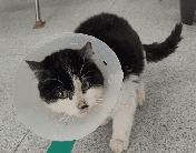 남부여동물병원에서 보호하고 있는 유기된 고양이안내드립니다.