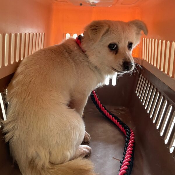 가정동물병원에서 보호하고 있는 유기된 강아지안내.