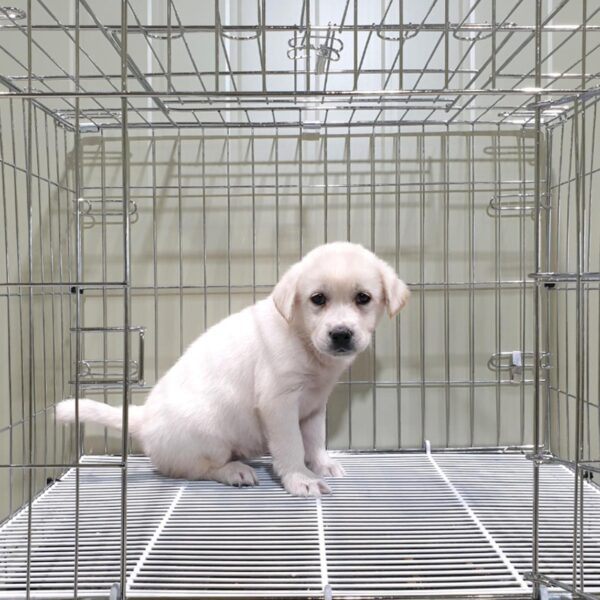 위더스 동물보호센터에서 보호중인 유기된 강아지소개합니다.
