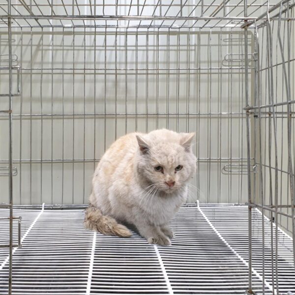 위더스 동물보호센터에서 보호중인 유기된 고양이소개합니다.