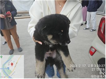 대전동물보호센터에서 보호하고 있는 유기된 강아지정보.