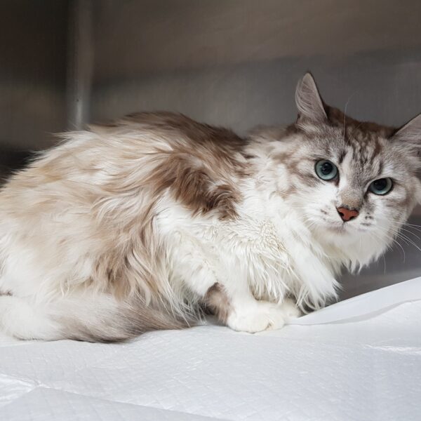 광주TNR동물병원송정에서 보호하고 있는 유기된 고양이안내.