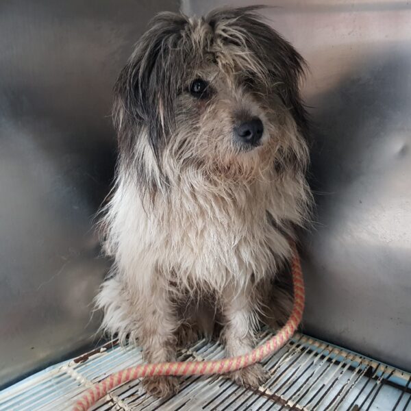 광주TNR동물병원송정에서 보호중인 유기된 강아지안내드립니다.