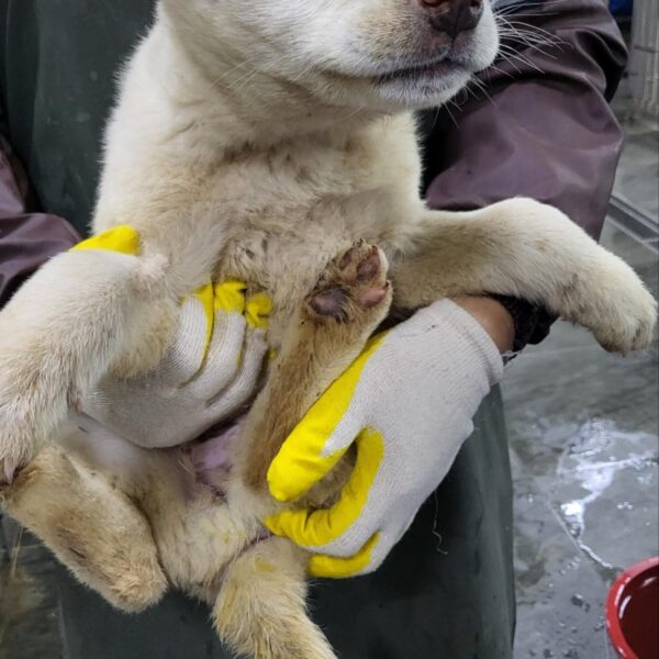 태민동물병원에서 보호중인 유기된 강아지안내.