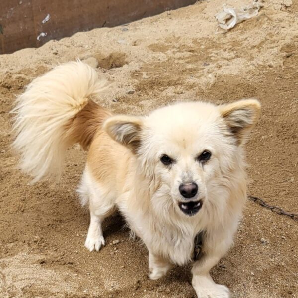 태민동물병원에서 보호하고 있는 유기된 강아지입니다.