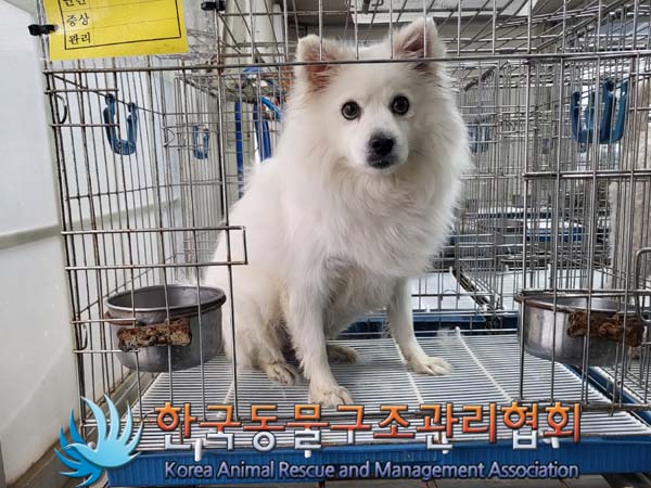 한국동물구조관리협회에서 보호중인 유기된 강아지안내.