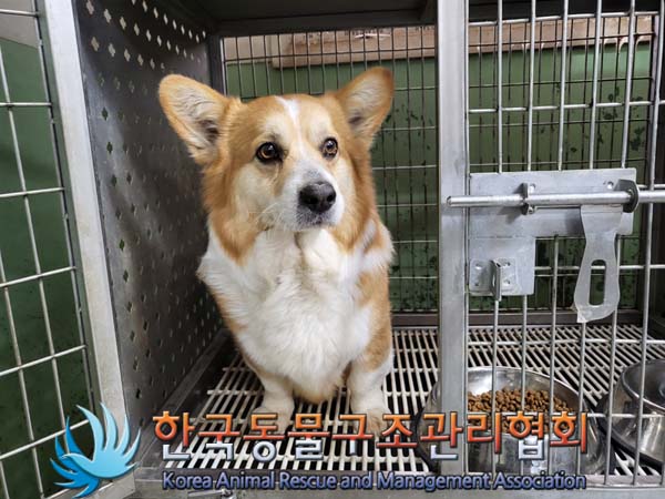 한국동물구조관리협회에서 보호하고 있는 유기된 강아지안내합니다.