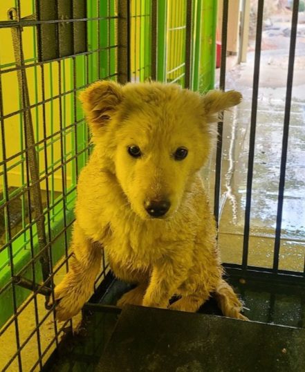 서천군유기동물보호소에서 보호중인 유기된 강아지입니다.