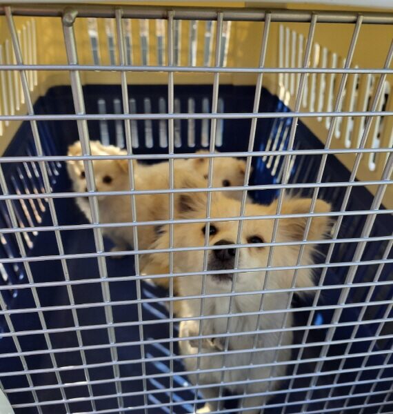 함안군유기동물보호소에서 보호중인 유기된 강아지안내.
