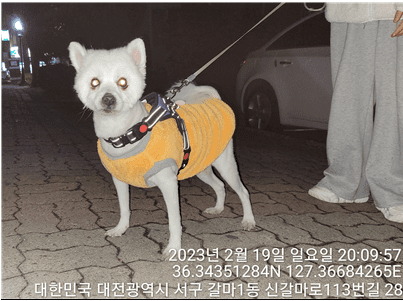 대전동물보호센터에서 보호하고 있는 유기된 강아지입니다.