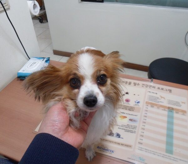 강현림동물병원에서 보호하고 있는 유기된 강아지안내.