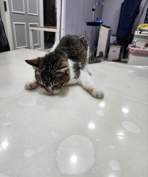 옥천동물병원에서 보호하고 있는 유기된 고양이정보.