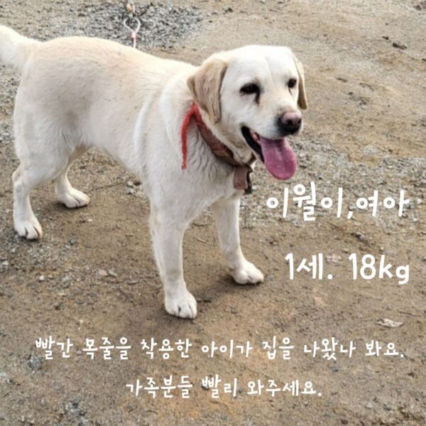 장성군동물보호센터에서 보호하고 있는 유기된 강아지정보.