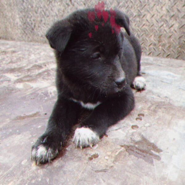 나주유기동물보호센터에서 보호하고 있는 유기된 강아지안내.