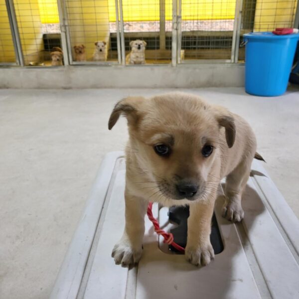 고흥군임시보호센터에서 보호하고 있는 유기된 강아지소개합니다.