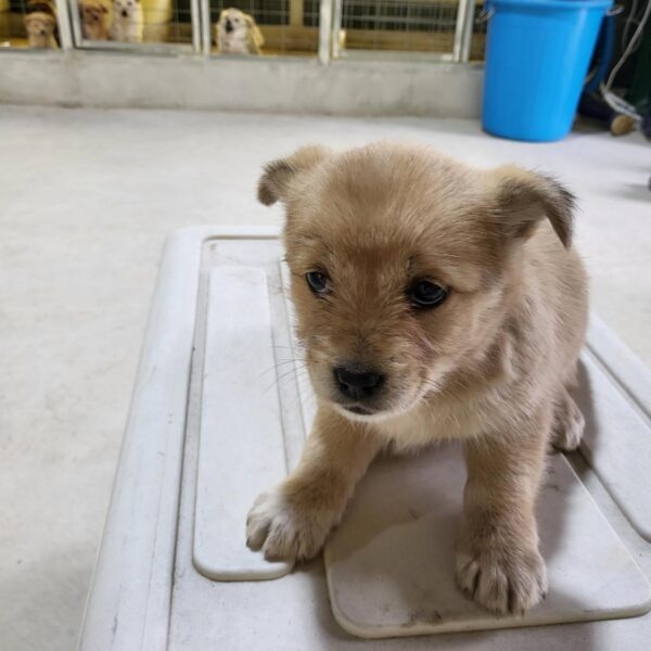 고흥군임시보호센터에서 보호중인 유기된 강아지입니다.