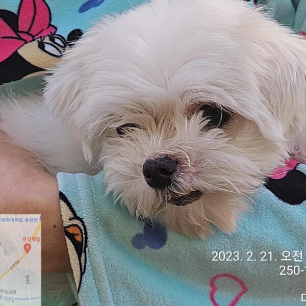 대전동물보호센터에서 보호하고 있는 유기된 강아지정보.