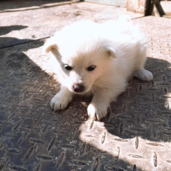 나주유기동물보호센터에서 보호하고 있는 유기된 강아지안내.