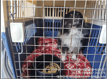 대전동물보호센터에서 보호하고 있는 유기된 강아지안내.