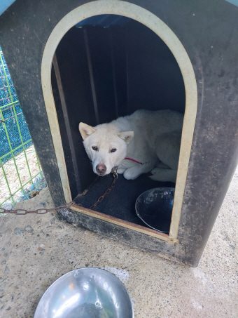 월드동물병원에서 보호중인 유기된 강아지안내합니다.