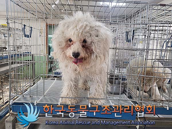 한국동물구조관리협회에서 보호중인 유기된 강아지안내.