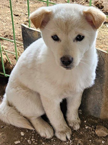 진안군유기동물보호소에서 보호중인 유기된 강아지입니다.