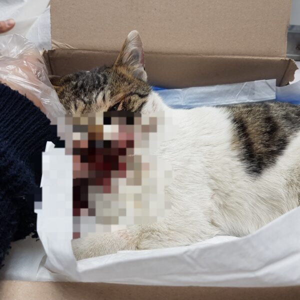 광주TNR동물병원송정에서 보호중인 유기된 고양이안내.