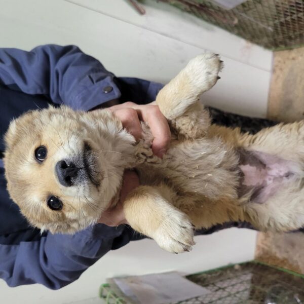 창녕 유기동물보호소에서 보호중인 유기된 강아지안내합니다.