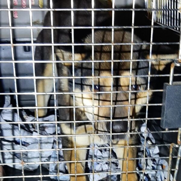 신안군유기동물보호소에서 보호하고 있는 유기된 강아지안내드립니다.