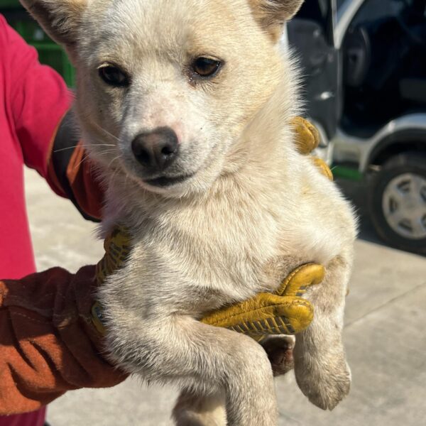 울진군동물보호센터에서 보호하고 있는 유기된 강아지정보.
