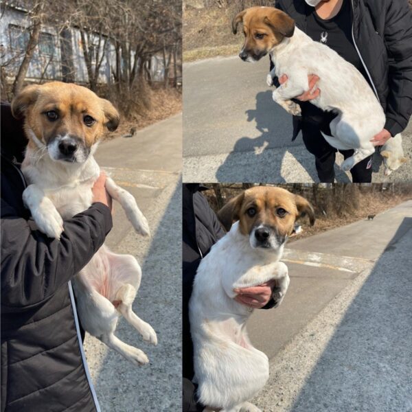 당진시동물보호소에서 보호중인 유기된 강아지정보.