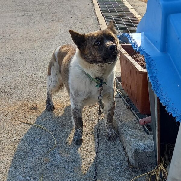금일동물보호센터에서 보호중인 유기된 강아지안내.