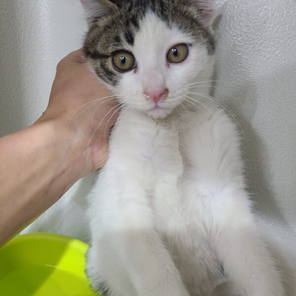 태민동물병원에서 보호하고 있는 유기된 고양이정보.
