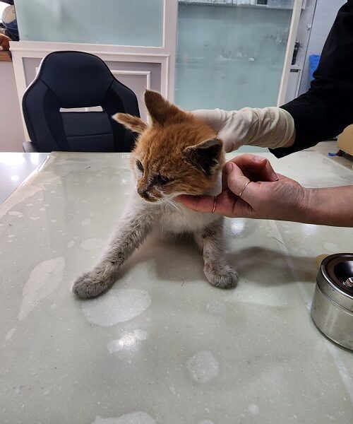 옥천동물병원에서 보호중인 유기된 고양이안내.