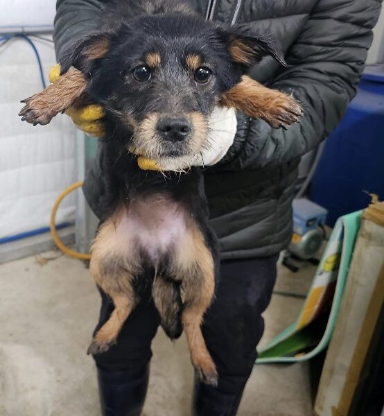 화천군농업기술센터에서 보호중인 유기된 강아지정보.