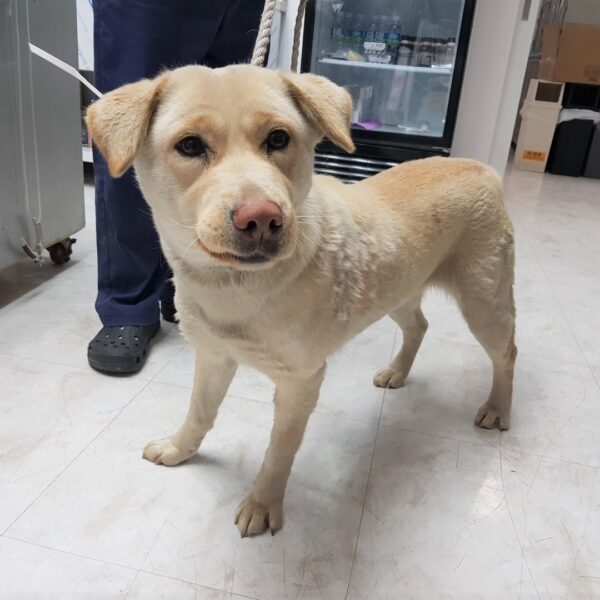 광주TNR동물병원송정에서 보호하고 있는 유기된 강아지정보.